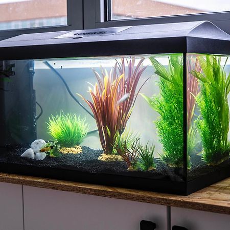 Studio Chaleureux Avec Aquarium Apartman Marcq-en-Baroeul Kültér fotó