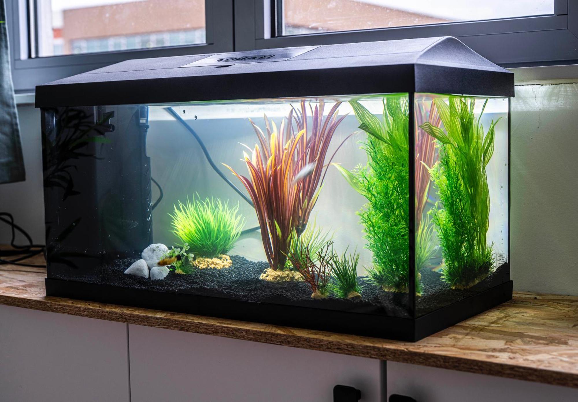 Studio Chaleureux Avec Aquarium Apartman Marcq-en-Baroeul Kültér fotó
